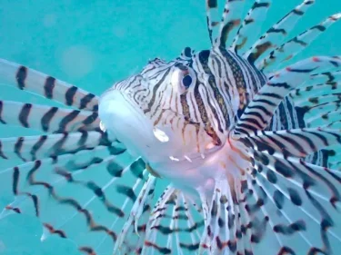 土曜日は土肥ボートへ日曜日は大瀬崎ビーチへ